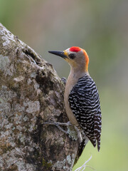 Pájaro carpintero buscando alimento
