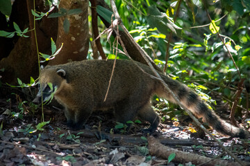 Coatí en el Parque Nacional Cataratas del Iguazú