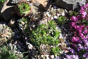 Delicate purple flowers bloom among stones and echeverias in a spring flowerbed