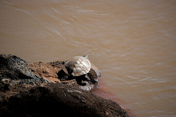 Fototapeta premium Tortuga en el Río Iguazú
