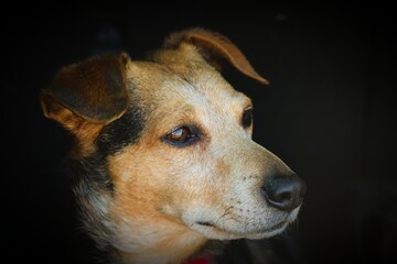 Portrait eines braunen Hundes mit dunklem Hintergrund