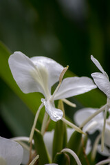 Flores blancas de caña de ámbar (Hedychium coronarium) 
