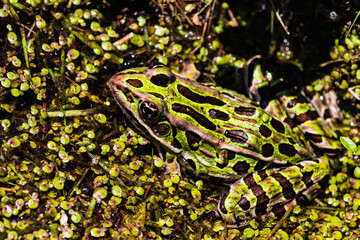 Northern leopard frog - Wild life. Close-up