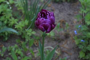 Multi-colored tulips bloom on a sunny spring day in a flowerbed in the park