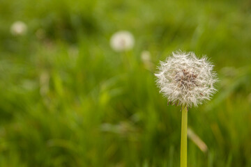 Dandelion in the grass, close-up, blury background