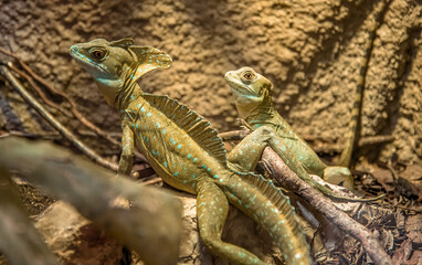 cameleon zoo
