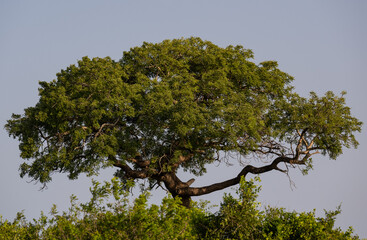 Naturreservat Hluhluwe Imfolozi Park Südafrika
