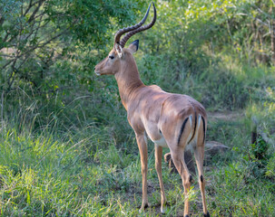 Impala im Naturreservat Hluhluwe Nationalpark Südafrika