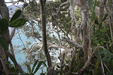 Turquoise ocean down below the cliff, with some branches of tree. Sinandigan, Puerto Galera, Oriental Mindoro, Philippines

