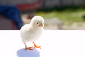 Cute little chicken on a sunny spring day outdoors