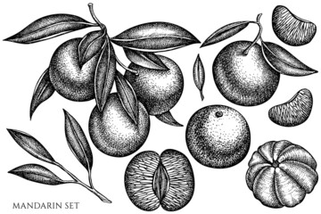 Citrus vintage vector illustrations collection. Black and white mandarin.