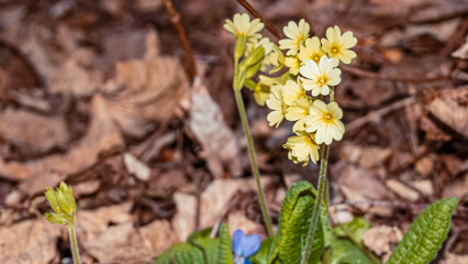 Primula elatior, oxlip, on a sunny spring day near Wallersdorf, Bavaria, Germany