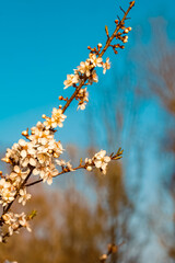 Prunus cerasifera, cherry plum blossoms on a sunny spring day near Zeholfing, Isar, Bavaria, Germany