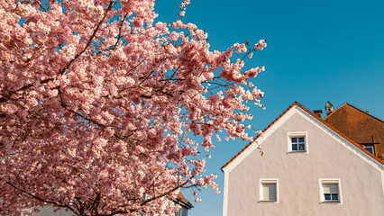 Prunus serrulata, Japanese cherry blossoms, on a sunny spring day at Plattling, Isar, Bavaria,...
