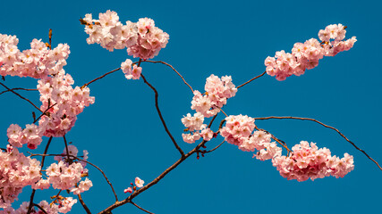 Prunus serrulata, Japanese cherry blossoms, on a sunny spring day at Plattling, Isar, Bavaria,...