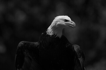Pygargue en noir et blanc