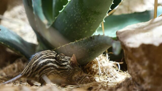 Close up shot of scared Grass Mouse hiding under cactus plant in nature