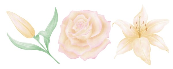 Watercolor illustration of flowers, yellow lily flower and bud, beige rose on a white background