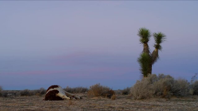 The corpse of a dead spotted cow without a head lies on the roadside, on stony soil near a cactus in the desert. Against the background of a purple-pink sunset. California USA. HD static footage 
