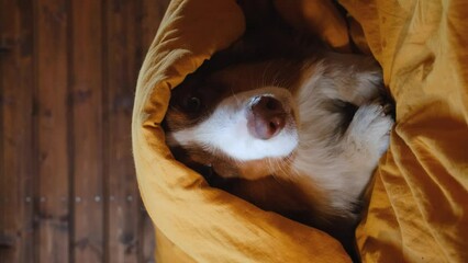 Concept pets live like people. Brown Australian Shepherd puppy is lying in bed covered with yellow duvet with head. Hotel where well behaved animals are welcome. Vertical footage for mobile devices.