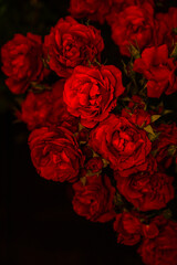 Fototapeta Róże obraz
