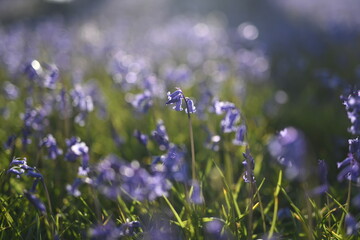 Fototapeta premium Bluebells in the UK