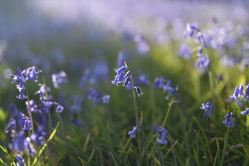 Bluebells in the UK
