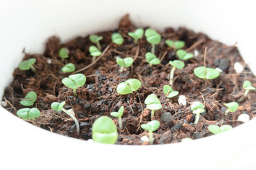 ハーブ「バジルの芽」