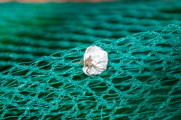 Ragno del sacco giallo, Cheiracanthium punctorum, sta uscendo dalla sua sacca di tela per la muta
