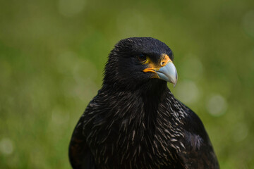 Caracara
