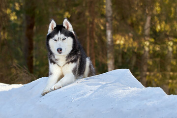 Portrait of siberian husky dog in winter sunny forest, copy space