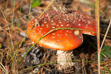 Bright red mushroom amanita in the sun close-up.