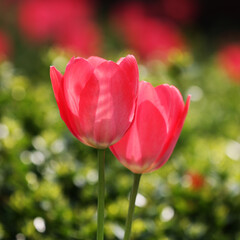Czerwone tulipany w blasku porannego słońca. - obrazy, fototapety, plakaty