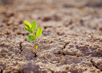 Green plant sprout in desert