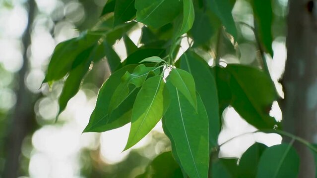 Close up green leaves of eucalyptus tree