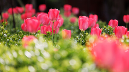 Naklejka premium Czerwone tulipany w blasku porannego słońca.