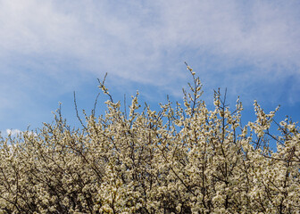 Spring nature background with cherry blossom on blue sky