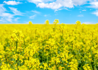 Obraz premium Yellow rapeseed field and blue sky with clouds on a sunny day