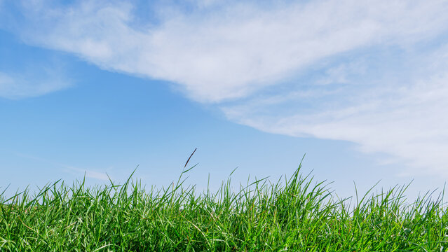 Green grass and blue sky with white clouds at summer