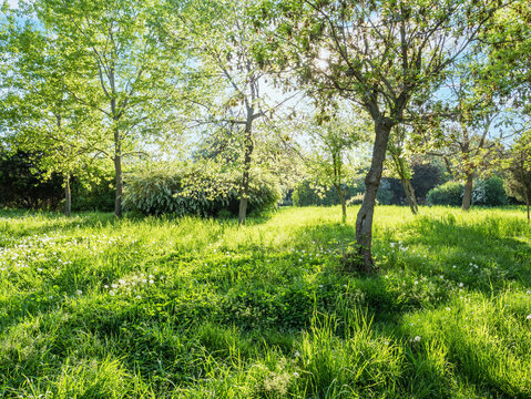 Green trees and grass at sunny day