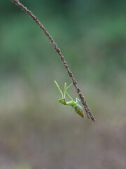 Cute south african mantis perched on the grass pistil
