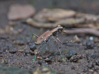 Brown tiger beetle on the ground
