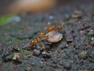 two fire ants eat seeds on the ground