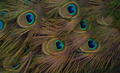beautiful bright multi-colored peacock tail close-up shot.
