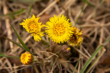 Coltsfoot flowers in spring in dry grass 
