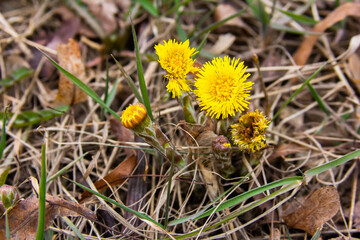 Coltsfoot flowers in spring in dry grass 