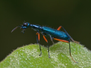 Blue tiger beetle on the leaf