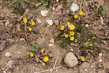 Dry ground texture with stones, dry stems and leaves and coltsfoot flowers  