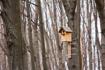 birdhouse on a tree against the background of tree trunks