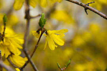 spring bloom of yellow flower forsythia  